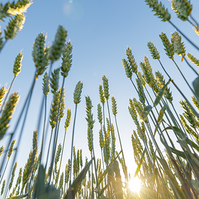 Reduce cultivation costs