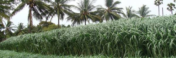 Feedstock
