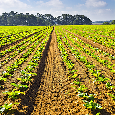Reduce cultivation costs